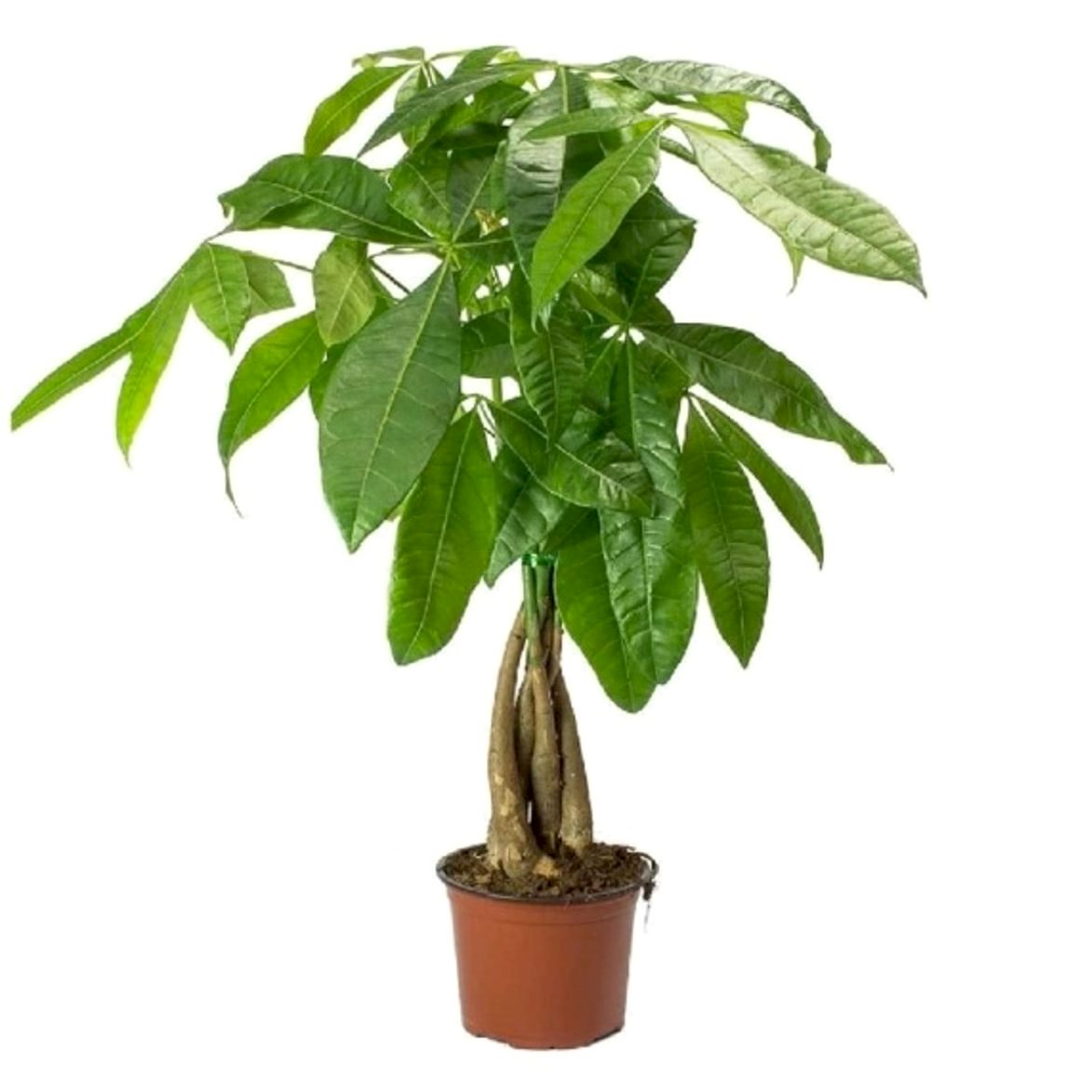 Para Ağacı 40 cm