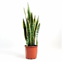 Paşa Kılıcı 30-40 cm