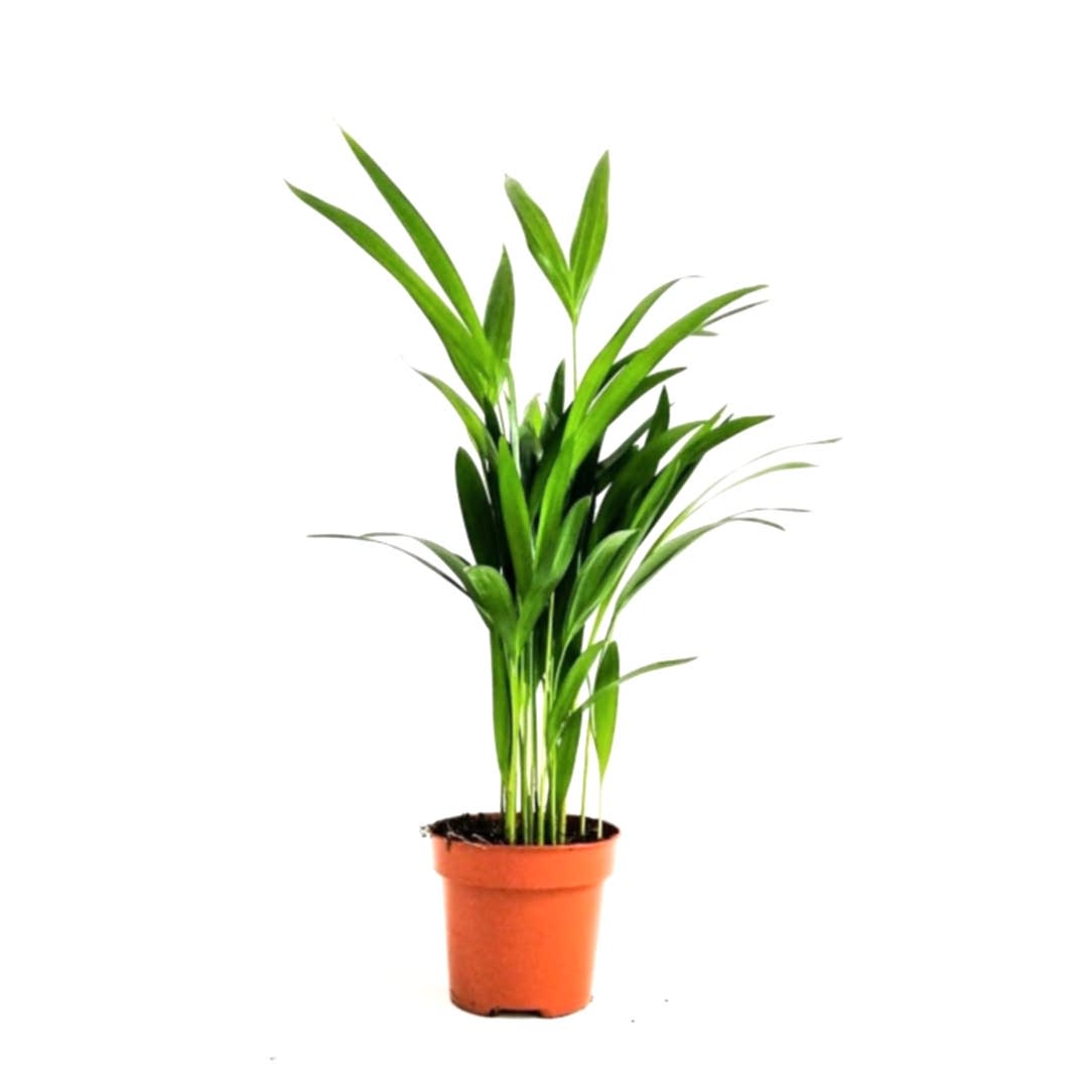https://slospindeals.online/uploads/products/2981-areka-palmiyesi.jpg