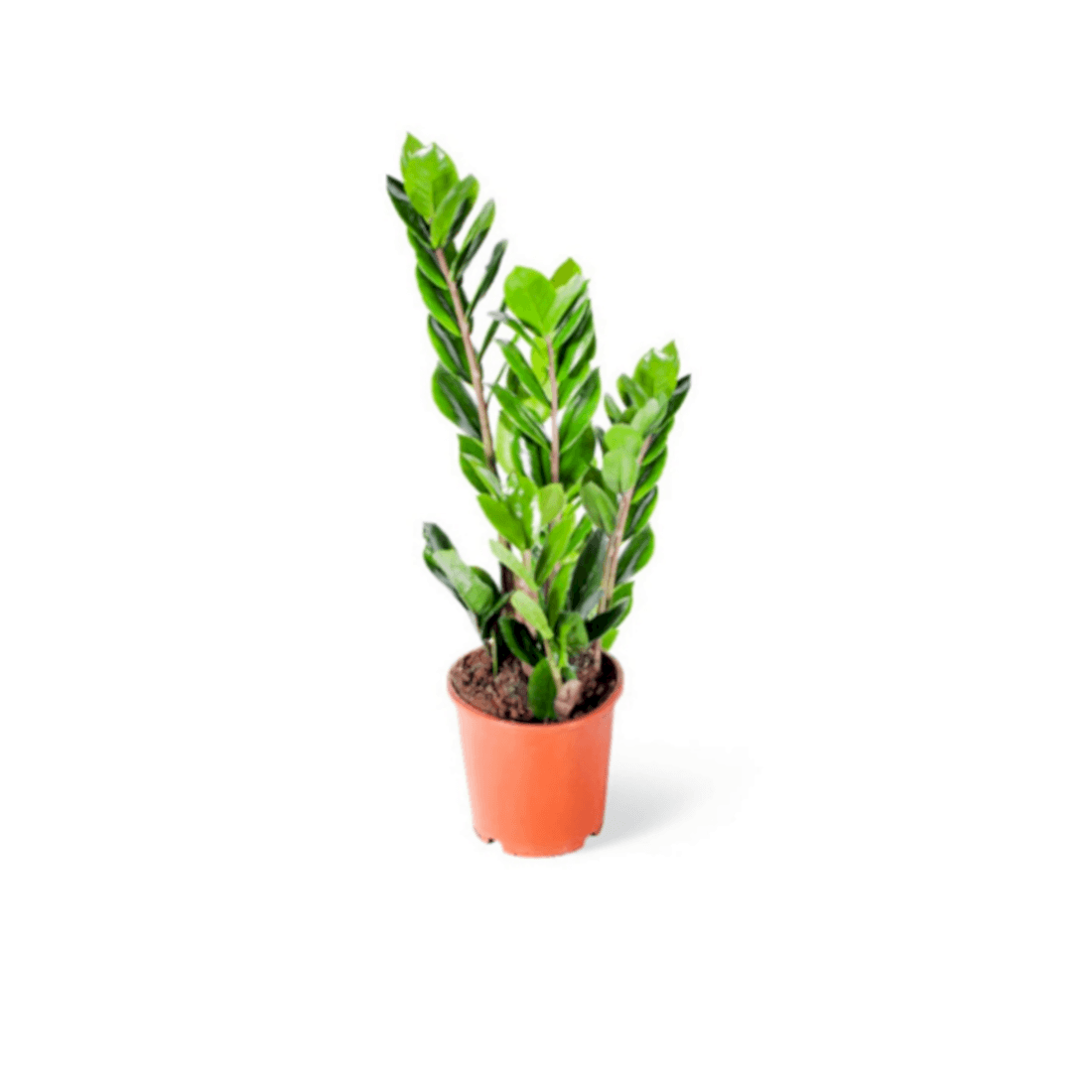 Zamia Bitkisi 40-50 cm