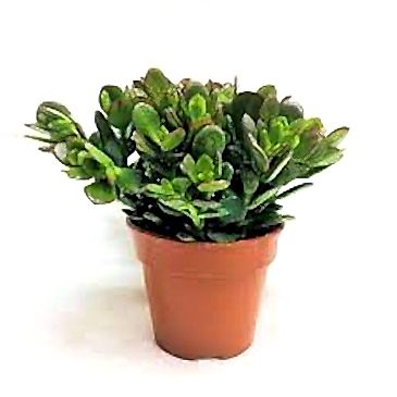 https://slospindeals.online/uploads/products/5579-para-s-ans-sukulenti.jpg