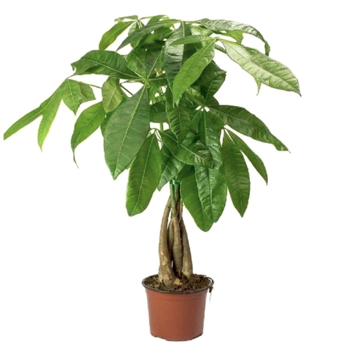 https://slospindeals.online/uploads/products/5668-para-ag-aci.jpg