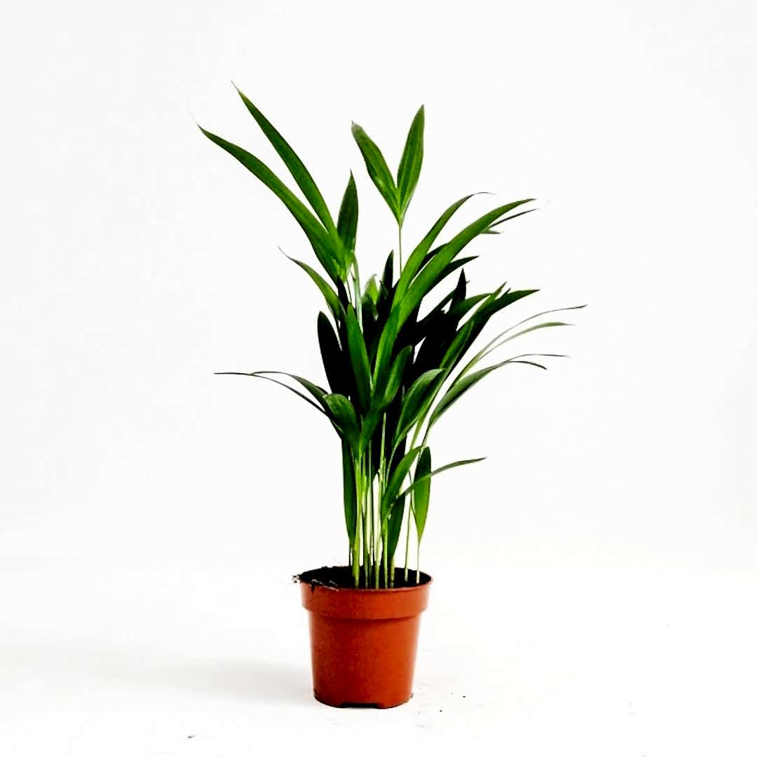 Areka Palmiyesi 30-40 cm