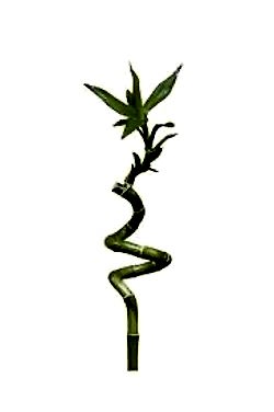 https://slospindeals.online/uploads/products/6995-s-ans-bambu-dali.jpg