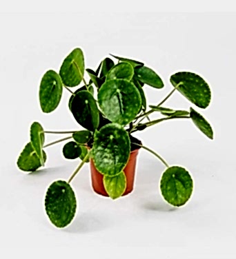 Pilea Bitkisi (Çin Para Çiçeği) 40 cm