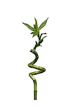 Şans Bambu Dalı